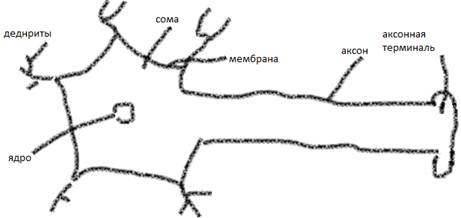 Дифференциация нейроэпителиальных клеток на предшественников нервных и глиальных клеток. - student2.ru