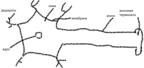 Строение и функции эфферентных и промежуточных нейронов, роль мембраны сомы. Дендриты - рецептивное поле нейрона. Роль шипиков. - student2.ru