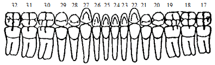 Дифференциальная диагностика молочных и постоянных зубов человека - student2.ru