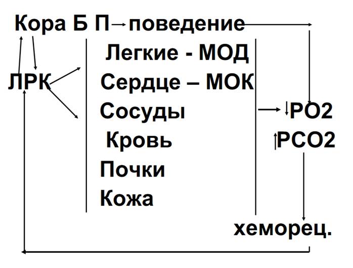 Диффузия газов в легких, причины диффузии, факторы, влияющие на ее скорость. Соотношение вентиляции и кровотока. - student2.ru