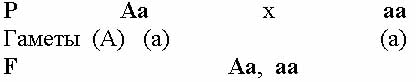 Дигибридное скрещивание независимое наследование генов - student2.ru