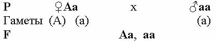 Дигибридное скрещивание независимое наследование генов - student2.ru