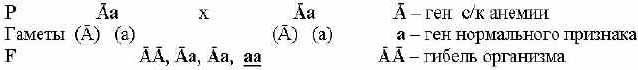 Дигибридное скрещивание независимое наследование генов - student2.ru