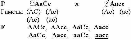 Дигибридное скрещивание независимое наследование генов - student2.ru