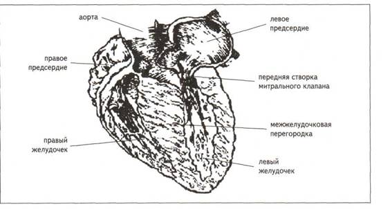 Дистрофия миокарда физического перенапряжения с нарушениями сократительной функции сердца (ДМФП) - student2.ru