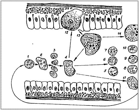 Дизентерийная амёба - Entamoeba histolytica - student2.ru