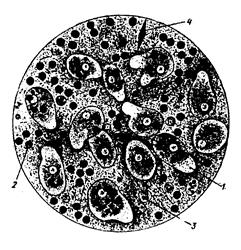 Дизентерийная амёба - Entamoeba histolytica - student2.ru