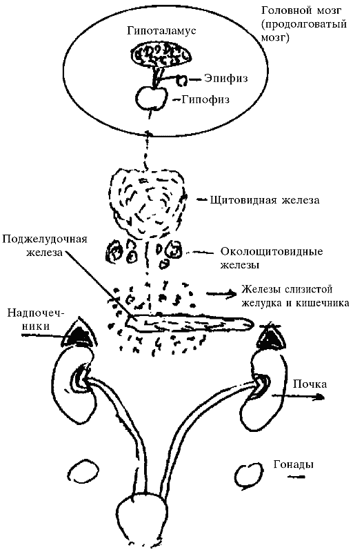 Для чего нам нужны надпочечники? - student2.ru