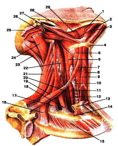 до нормальної анатомії шиї - student2.ru