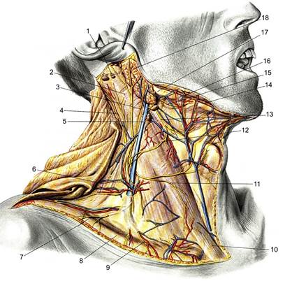 до топографічної анатомії шиї - student2.ru