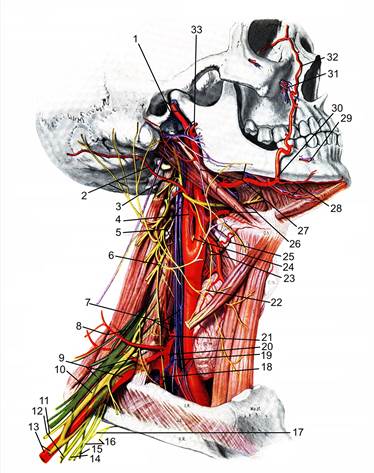 до топографічної анатомії шиї - student2.ru