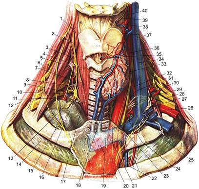 до топографічної анатомії шиї - student2.ru