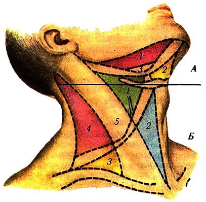 до топографічної анатомії шиї - student2.ru
