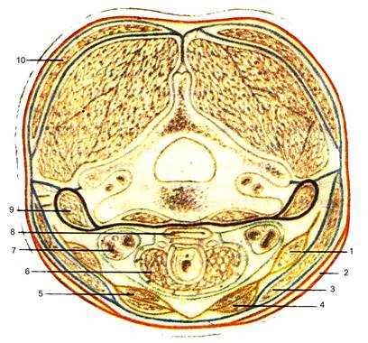 до топографічної анатомії шиї - student2.ru
