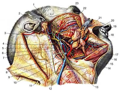 до топографічної анатомії шиї - student2.ru