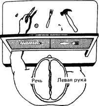 Дополнение А.З. Расщепленный мозг - student2.ru