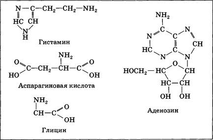 Другие медиаторы-непептиды: гистамин, аспарагиновая кислота, глицин, пурины - student2.ru