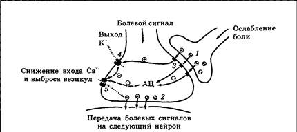 Другие медиаторы-непептиды: гистамин, аспарагиновая кислота, глицин, пурины - student2.ru