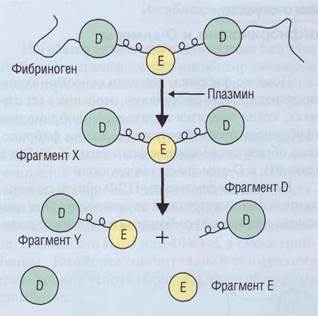 Другие элементы системы фибринолиза - student2.ru