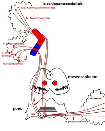 Двигательные проводящие пути - student2.ru