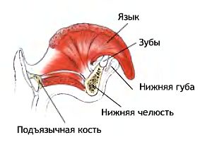 Движения костей и суставов.  - student2.ru