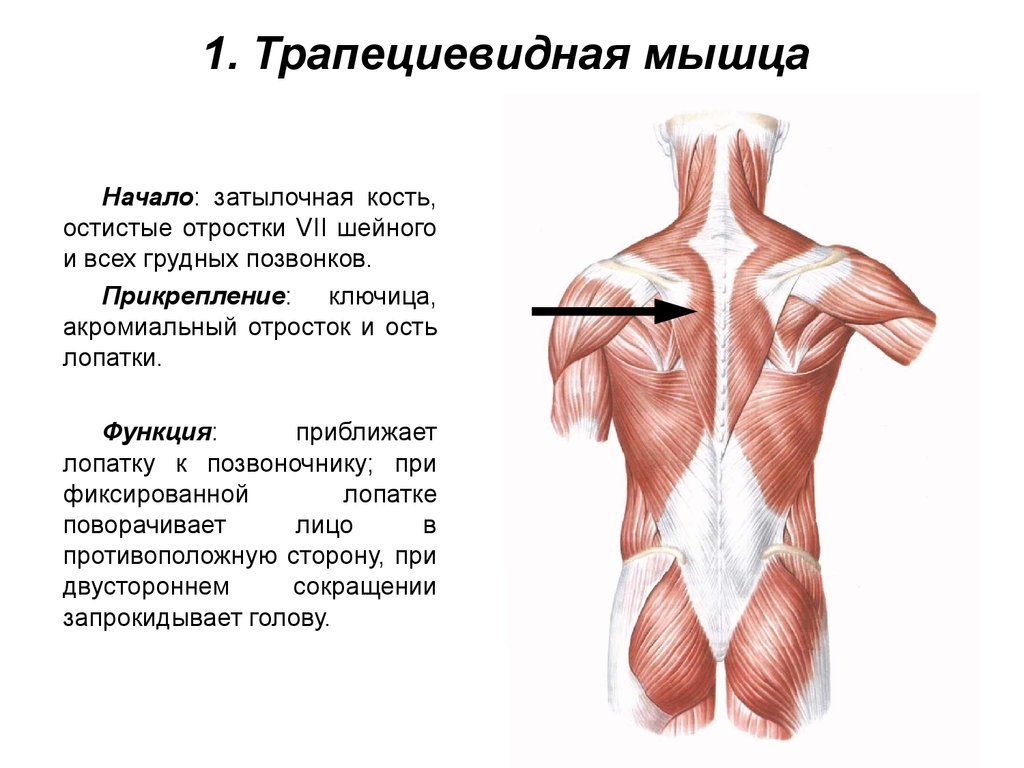 Движения в плечевом суставе. - student2.ru