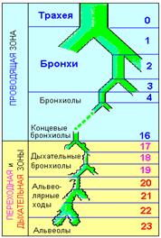 Дыхательные пути: морфо-функциональная характеристика - student2.ru