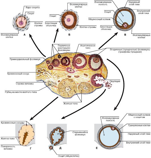 Е - вторичный (пузырчатый) фолликул перед овуляцией) - student2.ru