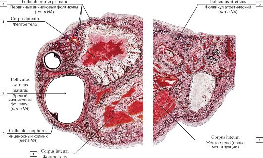 Е - вторичный (пузырчатый) фолликул перед овуляцией) - student2.ru
