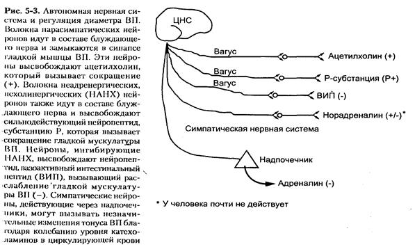 егуляторные механизмы СВД. - student2.ru