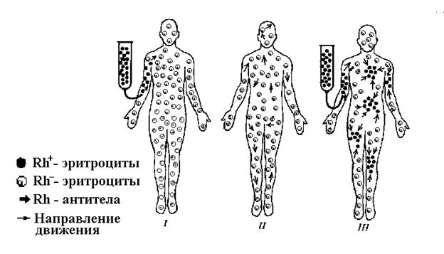 Если мембрана эритроцитов человека не содержит ни одного антигена этой системы, то его кровь считается резус-отрицательной. - student2.ru