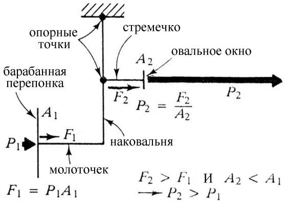 Если увеличивать раздражение в геометрической прогрессии (т.е. в одинаковое число раз), то ощущение этого раздражения возрастает в арифметической прогрессии (т.е. на одинаковую величину). - student2.ru