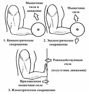 Факторы, влияющие на выработку силы - student2.ru