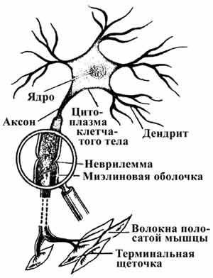 Факторы, влияющие на выработку силы - student2.ru