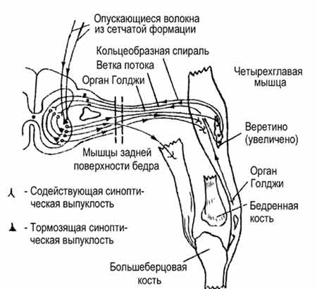 Факторы, влияющие на выработку силы - student2.ru