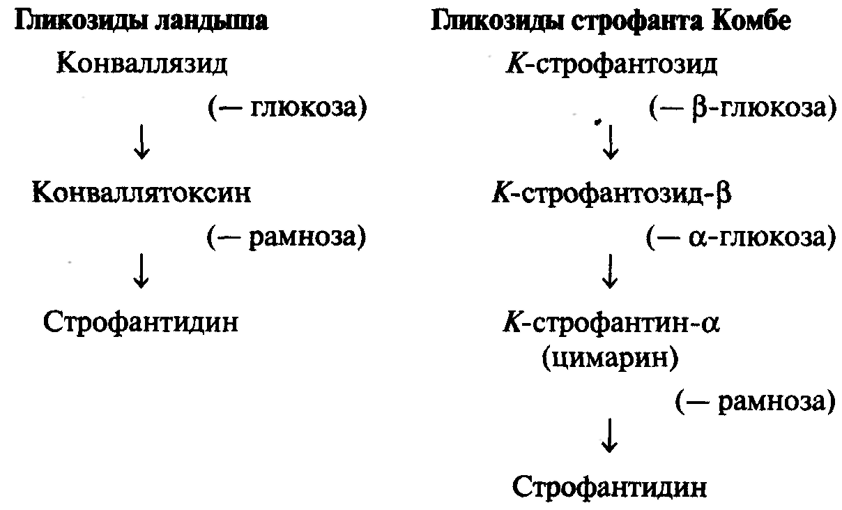 фармакодинамика сердечных гликозидов в терапевтических дозах - student2.ru