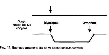 Фармакологические эффекты атропина - student2.ru