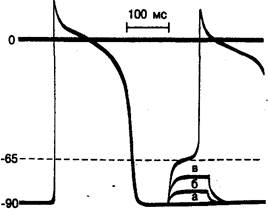 Фазы деполяризации потенциала действия - student2.ru