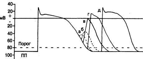 Фазы деполяризации потенциала действия - student2.ru