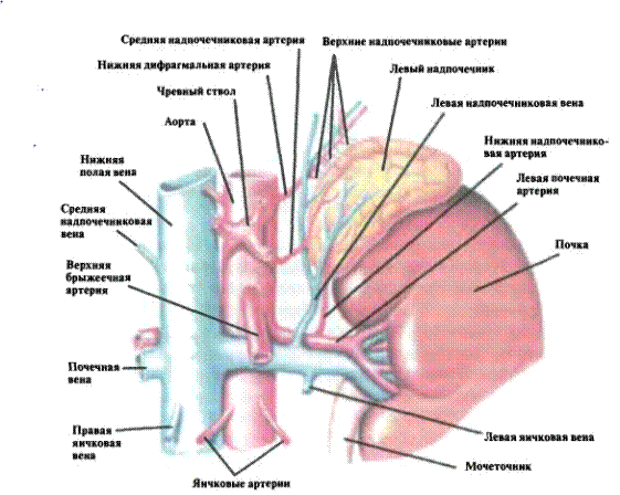 Феохромоцитома и феохромобластома - student2.ru