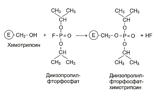 Ферменты: общие свойства и механизм действия - student2.ru