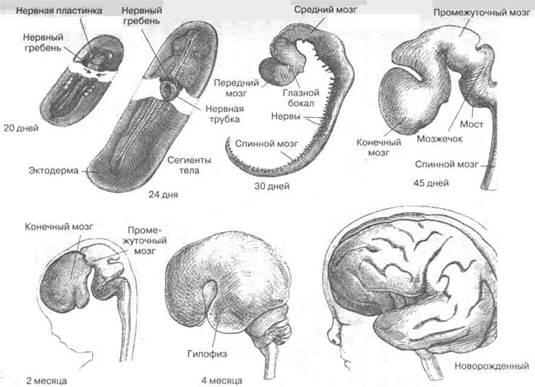 Филогенез центральной нервной системы - student2.ru