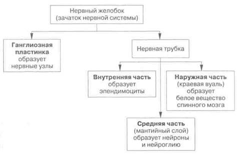 Филогенез центральной нервной системы - student2.ru