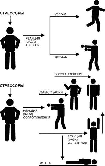 Физиологическая реакция на стресс - student2.ru