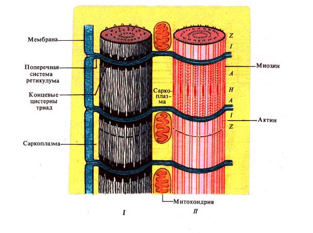 Физиологические особенности и функции скелетных мышц. Механизм сокращения и расслабления поперечно-полосатых мышц - student2.ru