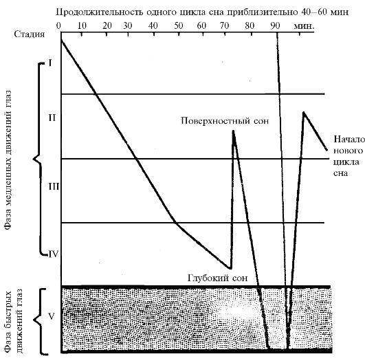 Физиологические потребности - student2.ru