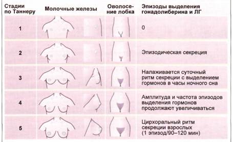 Физиология и патофизиология ювенильных нарушений менструального цикла - student2.ru