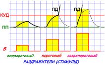 Мембранный потенциал покоя, его происхождение. Опыты Гальвани. - student2.ru