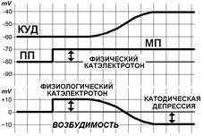 Схема опыта по влиянию постоянного подпорогового тока на возбудимость при внутриклеточной «инъекции тока». - student2.ru