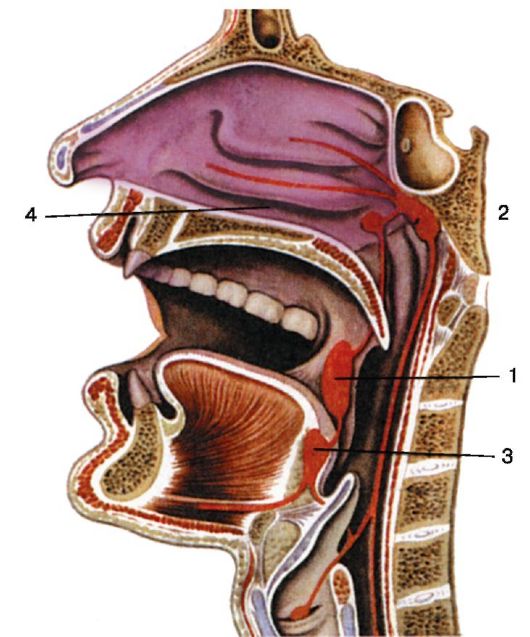 физиология лимфаденоидного глоточного кольца - student2.ru